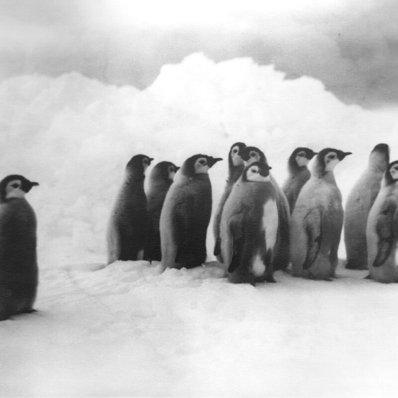Young Emperor Penguins, 1914-­1917