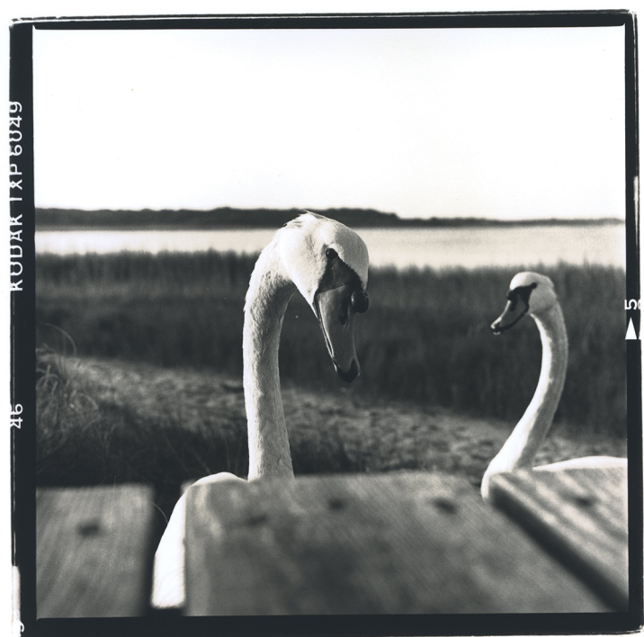 Swans c.1990